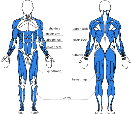 Rowing-Machine-Muscles-Used