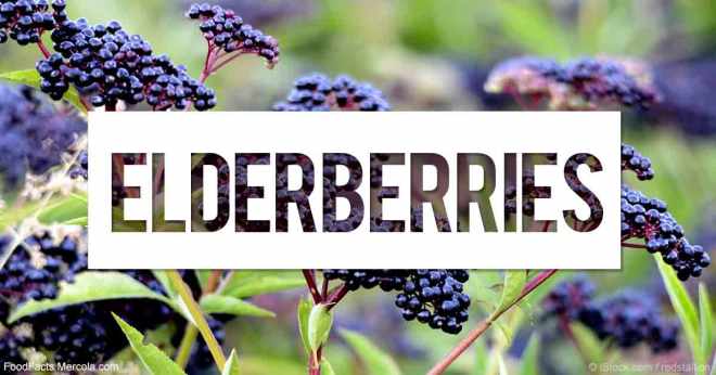 elderberries-fb