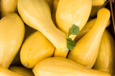 59807998-yellow-squash-for-sale-at-farmers-market-in-asheville-north-carolina